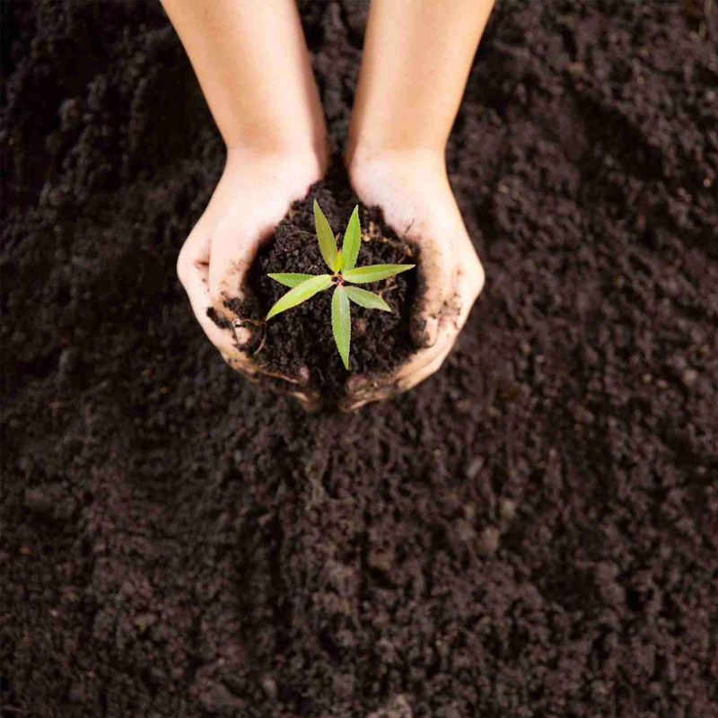 Organic Vermicompost Fertilizer Supplier from India